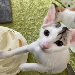 随時お見合い⭐︎懐っこいシロキジ男子　ひかるくん