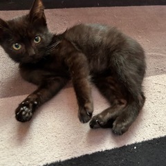 甘え上手の😍黒猫姉妹クロコちゃん、クロエ里親募集❣️
