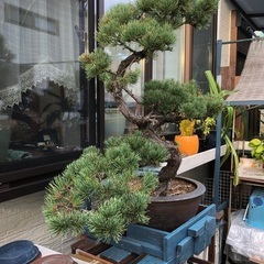 松　盆栽
