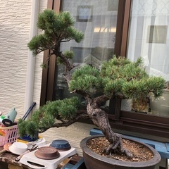 松　盆栽