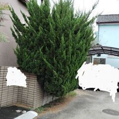 木の伐採　枝切り　剪定　お安くやりますよの画像