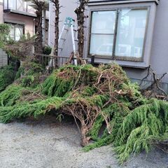 木の伐採　枝切り　剪定　お安くやりますよ - 熊谷市