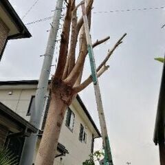 木の伐採　枝切り　剪定　お安くやりますよ − 埼玉県