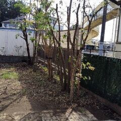 木の伐採　枝切り　剪定　お安くやりますよ - 地元のお店