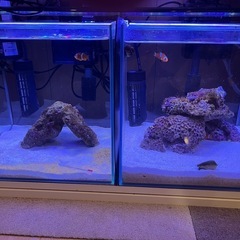 カクレクマノミの画像