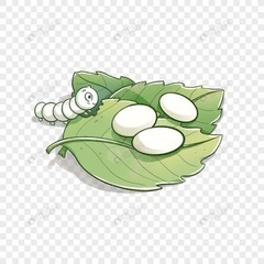 桑の葉探してます