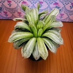 多肉植物　ハオルチアの画像