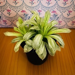 多肉植物　ハオルチア