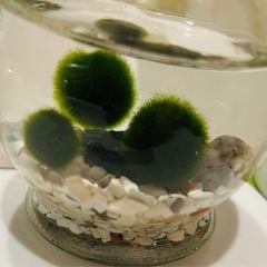 観葉植物　水草 マリモグラス　の画像