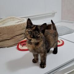サビ子ネコ　里親探しています
