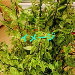 ダイギンリュウ斑入り、3本セット　縁起物 の画像