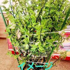 ダイギンリュウ斑入り、3本セット　縁起物 の画像