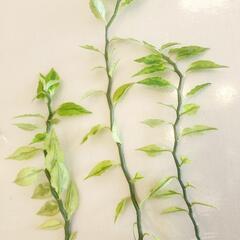 ダイギンリュウ斑入り、3本セット　縁起物 の画像