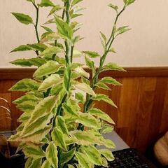 ダイギンリュウ斑入り、3本セット　縁起物 の画像