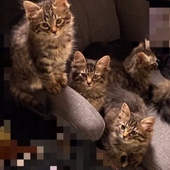 キジドラ子猫