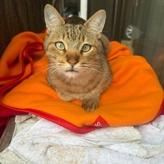 寒くなる前に里親様決まりました😽❄️人懐こい麦わら猫くん😽