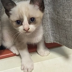 里親さんが見つかりました
