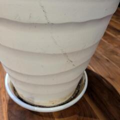 植木鉢、鉢皿の画像