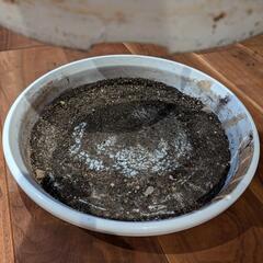 植木鉢、鉢皿の画像