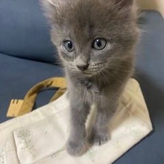 モフモフのグレーの子猫