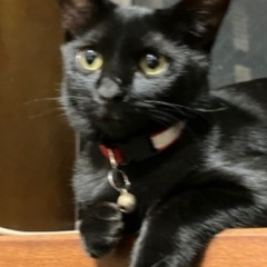 可愛い黒猫ちゃん
