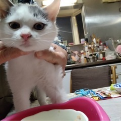 子猫