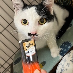 イヴ♀約5ヶ月【正式譲渡済み】