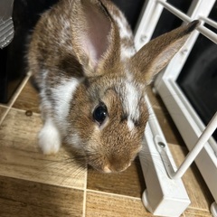 8/14生まれのうさぎくんです