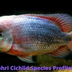 熱帯魚 ブレイドリィシクリッド全長9-13cm