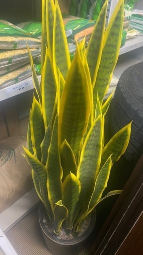食品 plant