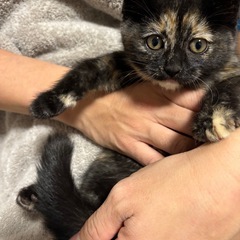 元気いっぱいのサビ猫です！