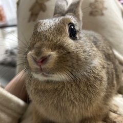 8/14生まれのうさぎくんです！