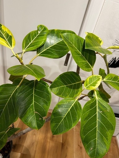 フィカス　アルテシマ　観葉植物