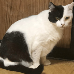 猫(白黒)を探しています！