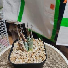 買取予定者有 希少 アガベ ユタエンシスの画像