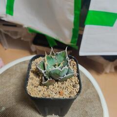 アガベ チタノタ  極上ボウルタイプの画像