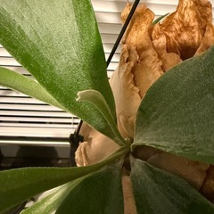 ビカクシダ コウモリラン 観葉植物の画像