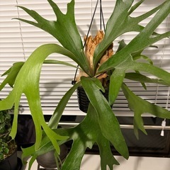 ビカクシダ コウモリラン 観葉植物の画像