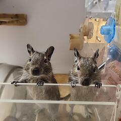 デグー