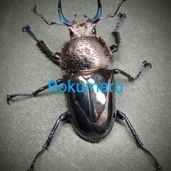 【予約済み】ドウイロクワガタ ♂1頭 ♀2頭の画像