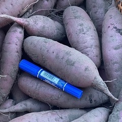 今年採れた紅はるか  1キロで150¥の画像