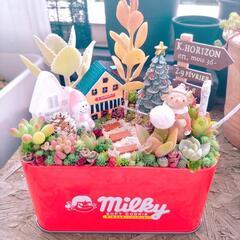 多肉植物　寄せ植え　そのまま飾れます♡