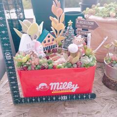 多肉植物　寄せ植え　そのまま飾れます♡の画像