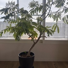 11月27.28.29日のみ！エバーフレッシュ　観葉植物