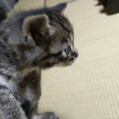 子猫（生後33日）の里親募集
