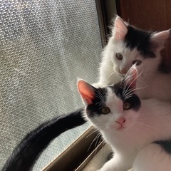 子猫♂♀