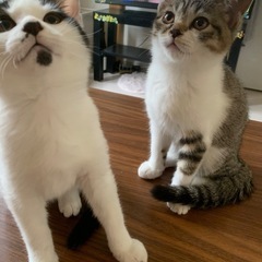 11月27日現在。4ヶ月子猫4兄弟残り1匹 - 亘理郡