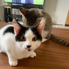 11月27日現在。4ヶ月子猫4兄弟残り1匹 - 猫