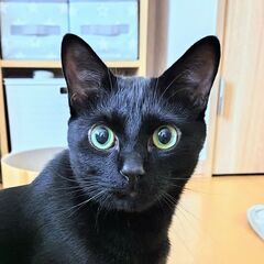 黒猫のココちゃんです！