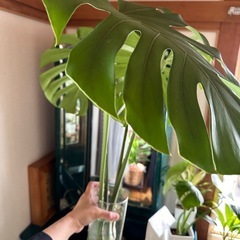 モンステラの葉